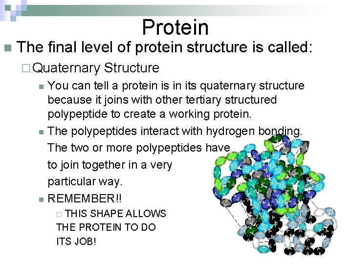 Protein The final level of protein structure is called: ¨ Quaternary Structure You can