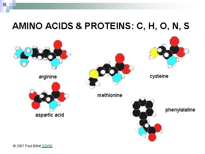 AMINO ACIDS & PROTEINS: C, H, O, N, S cysteine arginine methionine aspartic acid