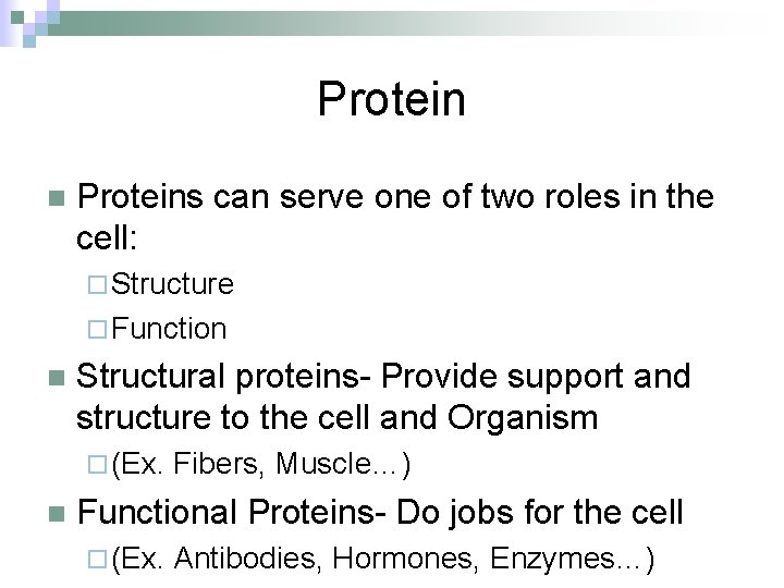 Protein n Proteins can serve one of two roles in the cell: ¨ Structure