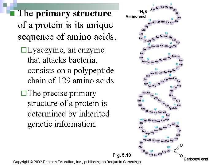 n The primary structure of a protein is its unique sequence of amino acids.