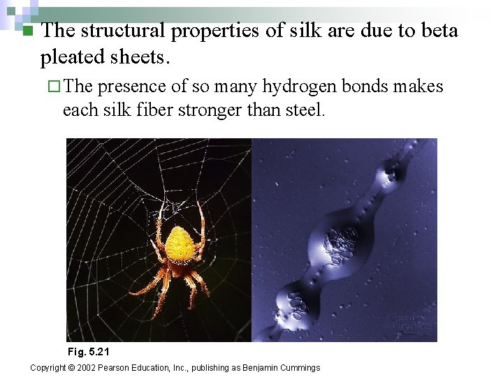 n The structural properties of silk are due to beta pleated sheets. ¨ The