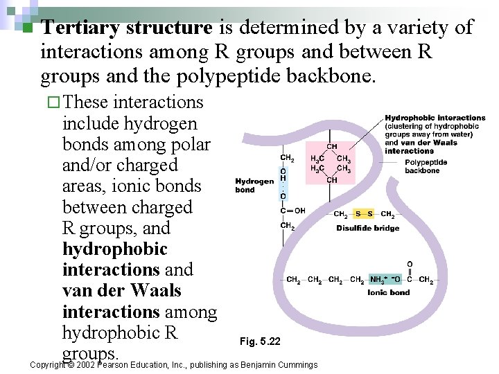 n Tertiary structure is determined by a variety of interactions among R groups and