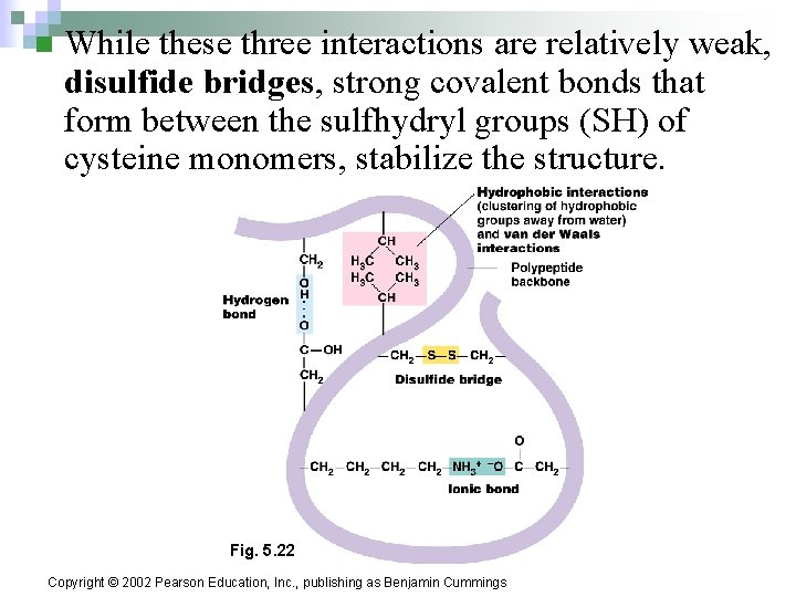 n While these three interactions are relatively weak, disulfide bridges, strong covalent bonds that