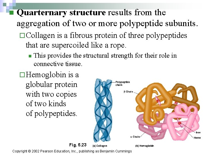 n Quarternary structure results from the aggregation of two or more polypeptide subunits. ¨