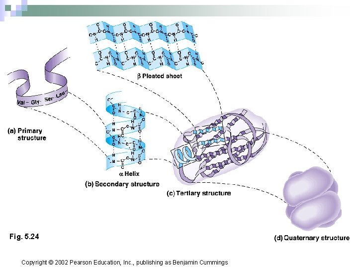 Fig. 5. 24 Copyright © 2002 Pearson Education, Inc. , publishing as Benjamin Cummings