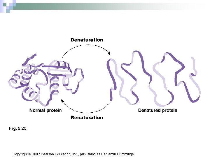 Fig. 5. 25 Copyright © 2002 Pearson Education, Inc. , publishing as Benjamin Cummings