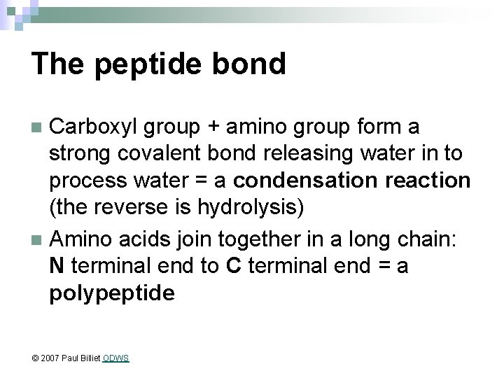 The peptide bond Carboxyl group + amino group form a strong covalent bond releasing