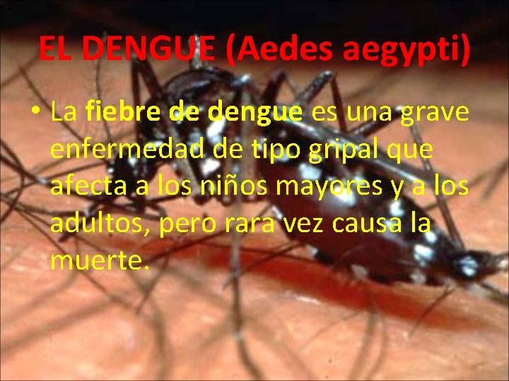 EL DENGUE (Aedes aegypti) • La fiebre de dengue es una grave enfermedad de