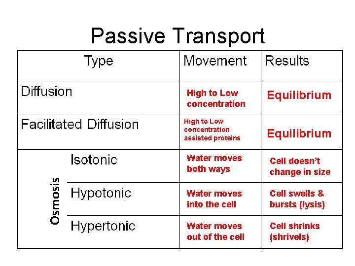 Passive Transport Osmosis High to Low concentration Equilibrium High to Low concentration assisted proteins