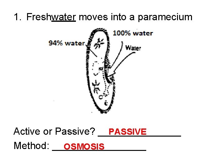 1. Freshwater moves into a paramecium PASSIVE Active or Passive? ________ Method: _________ OSMOSIS