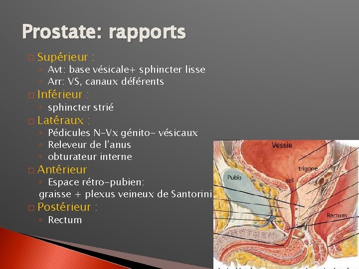 Prostate: rapports � Supérieur : ◦ Avt: base vésicale+ sphincter lisse ◦ Arr: VS,