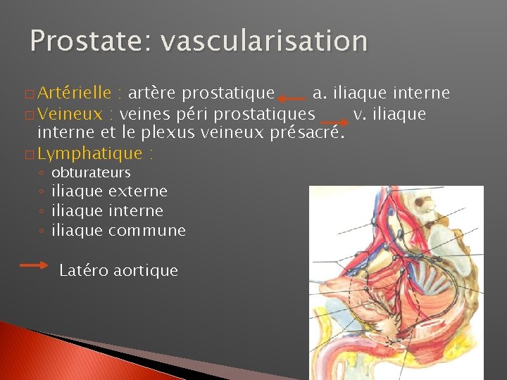 Prostate: vascularisation � Artérielle : artère prostatique a. iliaque interne � Veineux : veines
