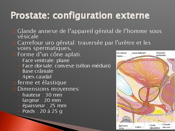 Prostate: configuration externe � Glande annexe de l’appareil génital de l’homme sous vésicale �