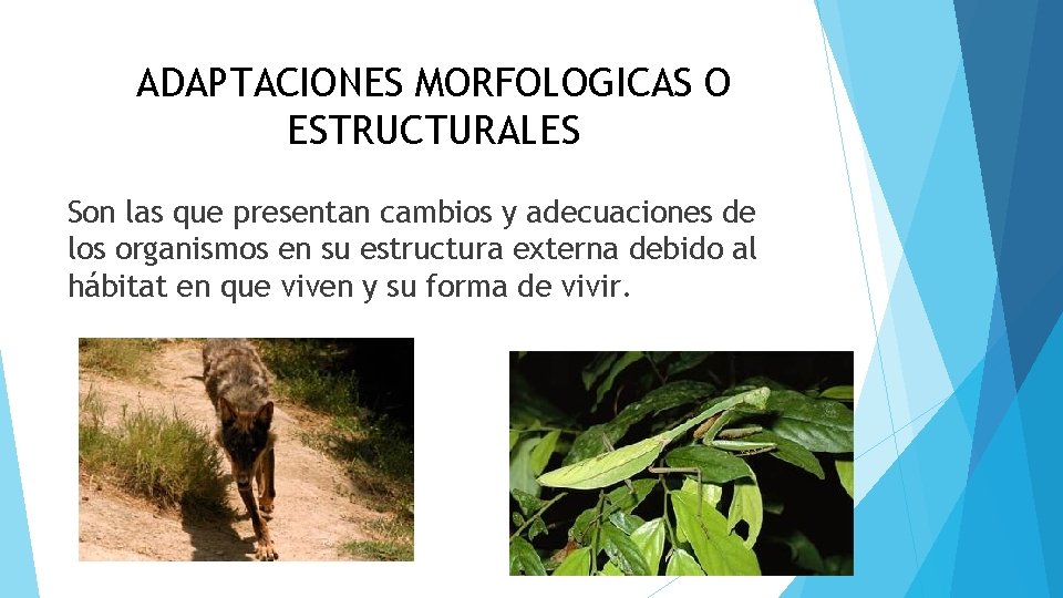 ADAPTACIONES MORFOLOGICAS O ESTRUCTURALES Son las que presentan cambios y adecuaciones de los organismos
