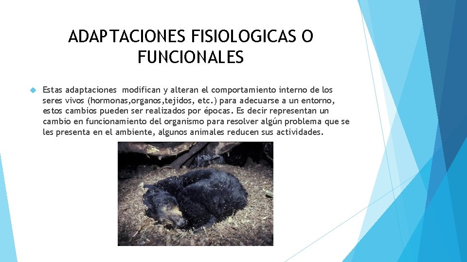 ADAPTACIONES FISIOLOGICAS O FUNCIONALES Estas adaptaciones modifican y alteran el comportamiento interno de los