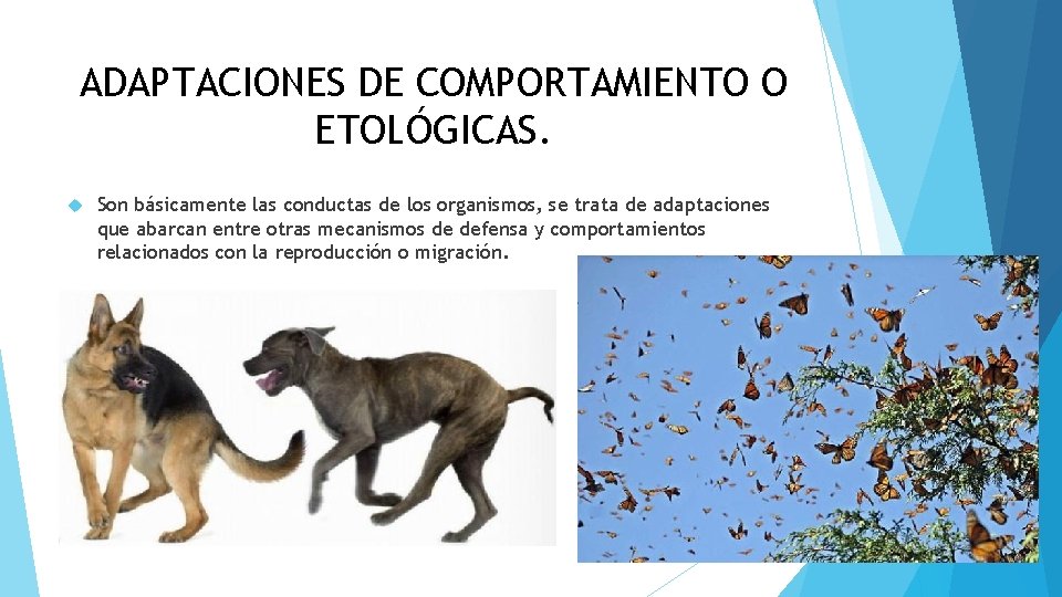 ADAPTACIONES DE COMPORTAMIENTO O ETOLÓGICAS. Son básicamente las conductas de los organismos, se trata
