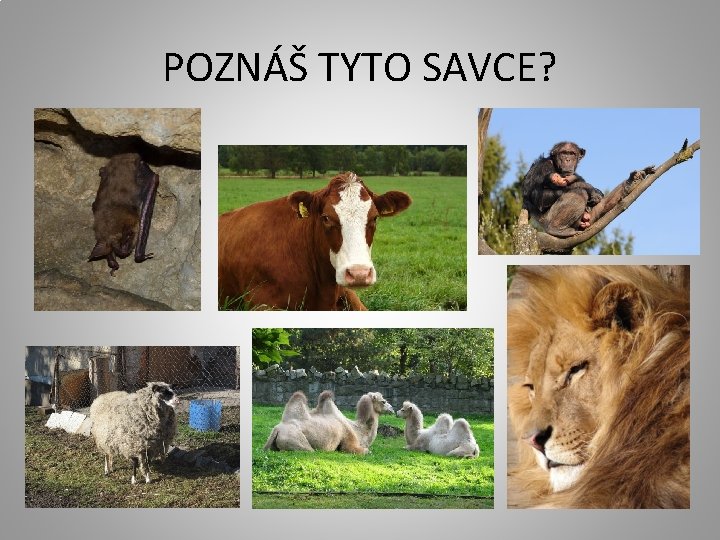 POZNÁŠ TYTO SAVCE? 