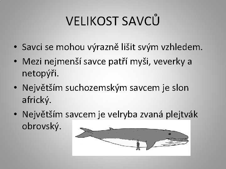 VELIKOST SAVCŮ • Savci se mohou výrazně lišit svým vzhledem. • Mezi nejmenší savce