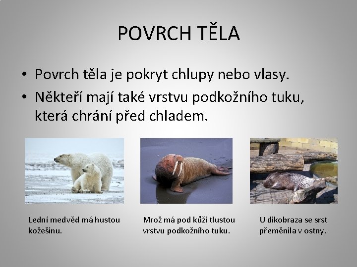 POVRCH TĚLA • Povrch těla je pokryt chlupy nebo vlasy. • Někteří mají také