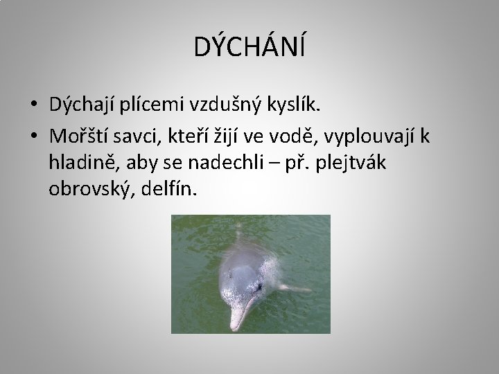 DÝCHÁNÍ • Dýchají plícemi vzdušný kyslík. • Mořští savci, kteří žijí ve vodě, vyplouvají