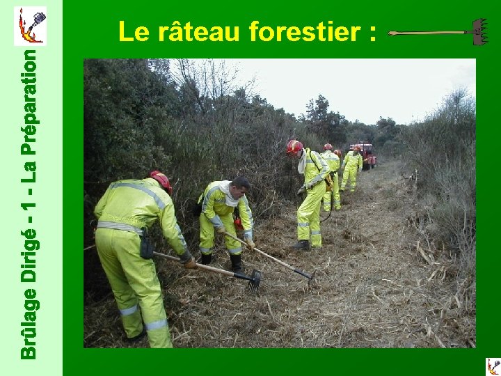  Le râteau forestier : 