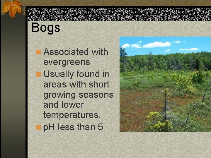 Bogs n Associated with evergreens n Usually found in areas with short growing seasons