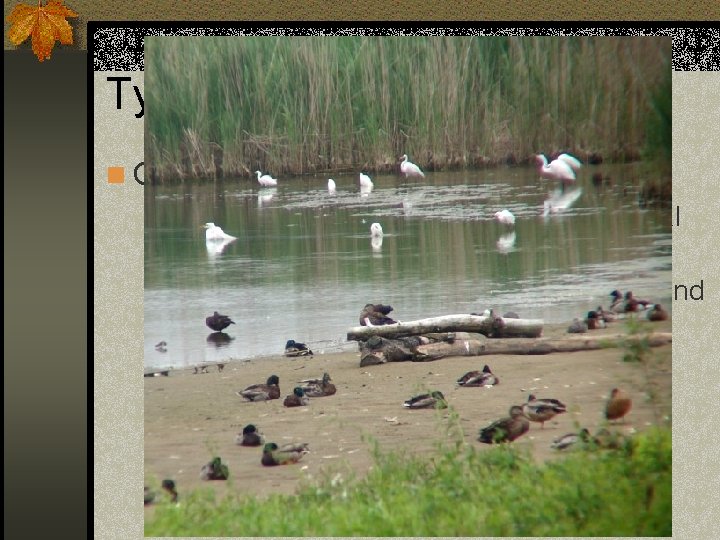 Types of wetlands in the US n Coastal/Tidal wetlands: n salt water and fresh