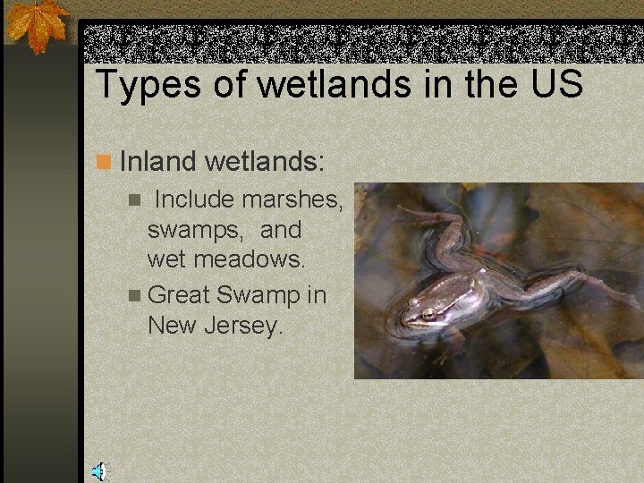Types of wetlands in the US n Inland wetlands: n Include marshes, swamps, and
