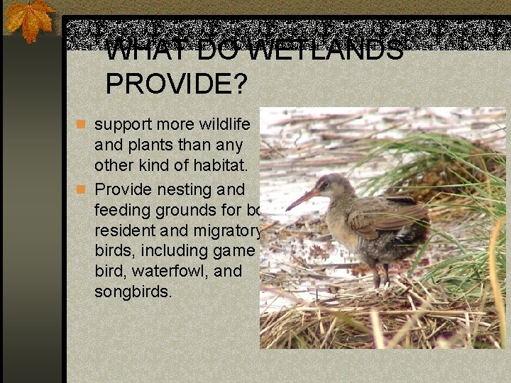 WHAT DO WETLANDS PROVIDE? n support more wildlife and plants than any other kind