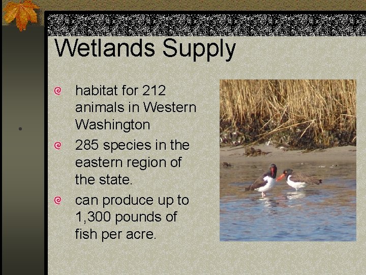 Wetlands Supply • habitat for 212 animals in Western Washington 285 species in the