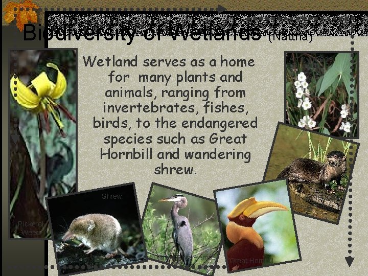 Biodiversity of Wetlands (Nattha) Wetland serves as a home for many plants and animals,