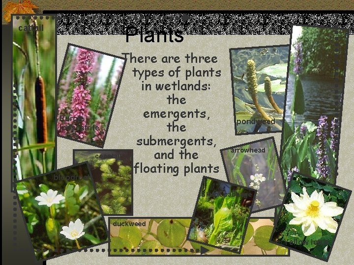 Plants cattail There are three types of plants in wetlands: the emergents, Purple loosestrife