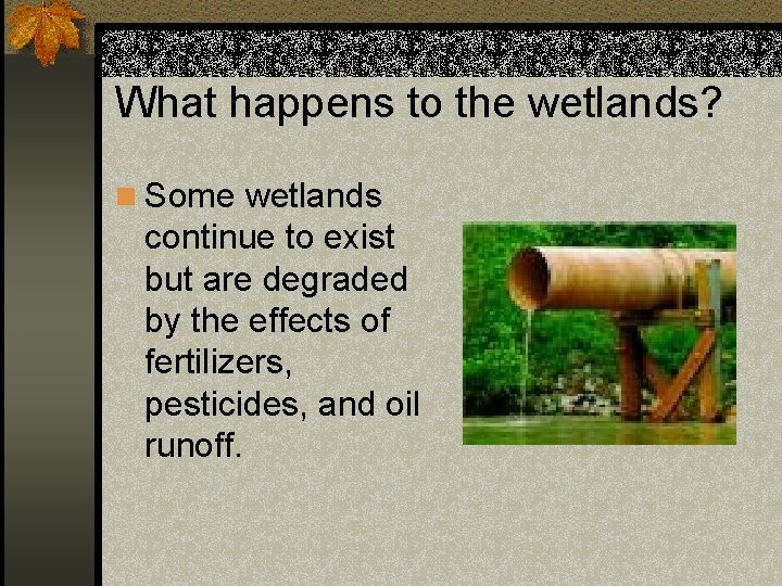 What happens to the wetlands? n Some wetlands continue to exist but are degraded