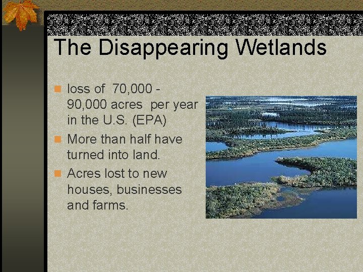 The Disappearing Wetlands n loss of 70, 000 - 90, 000 acres per year