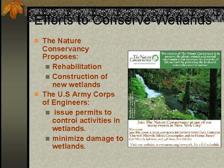 Efforts to Conserve Wetlands n The Nature Conservancy Proposes: n Rehabilitation n Construction of