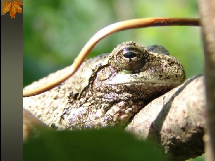 Saving Wetlands Saving Lives 