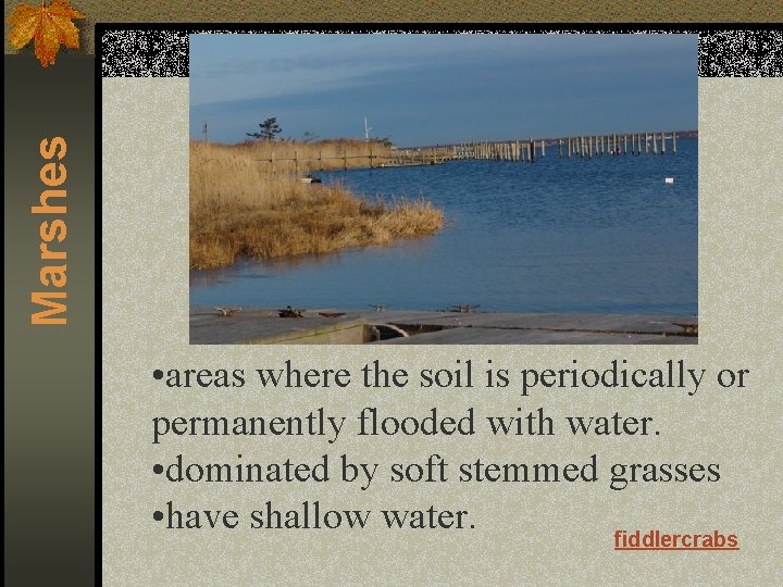Marshes • areas where the soil is periodically or permanently flooded with water. •