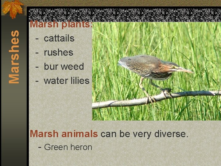 Marshes Marsh plants: - cattails - rushes - bur weed - water lilies Marsh