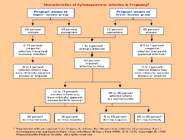 Congenital CMV and Pregnancy 