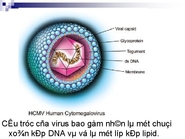 CÊu tróc cña virus bao gåm nh©n lµ mét chuçi xo¾n kÐp DNA vµ