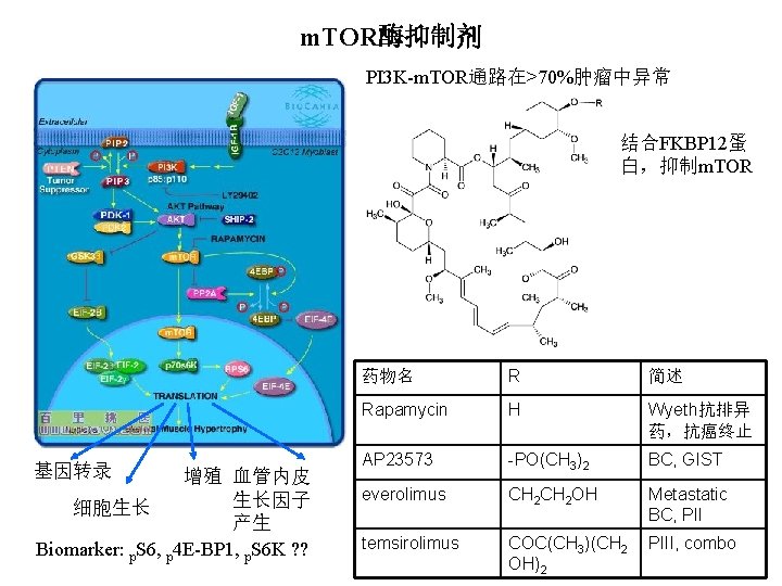 m. TOR酶抑制剂 PI 3 K-m. TOR通路在>70%肿瘤中异常 结合FKBP 12蛋 白，抑制m. TOR 基因转录 增殖 血管内皮 生长因子