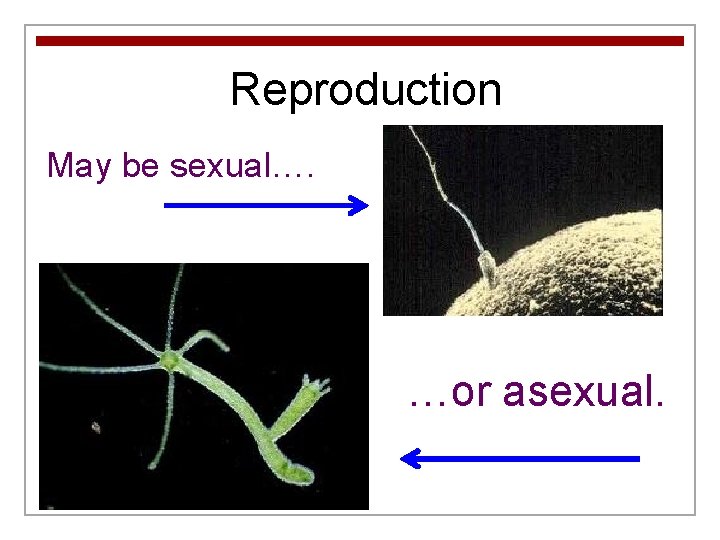 Reproduction May be sexual…. …or asexual. 