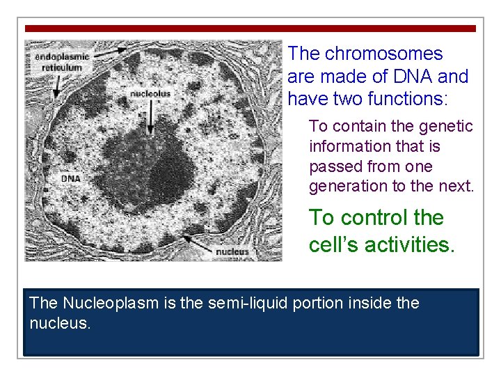 The chromosomes are made of DNA and have two functions: To contain the genetic
