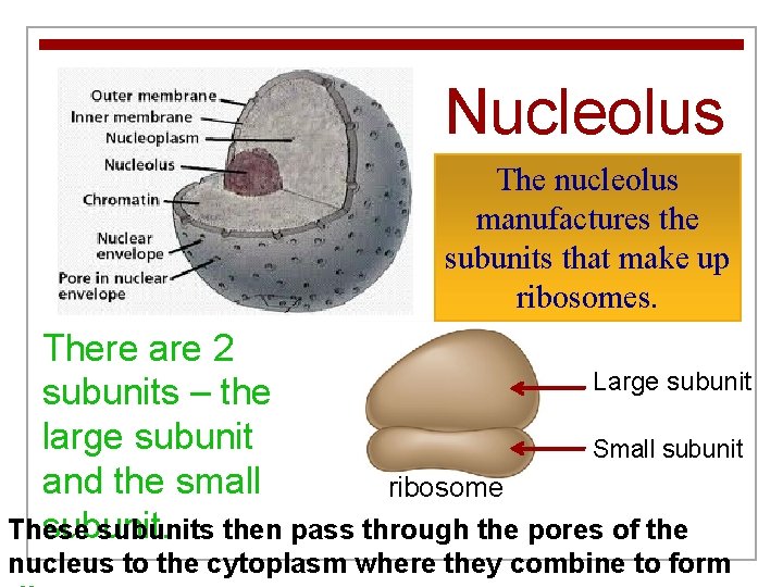 Nucleolus The nucleolus manufactures the subunits that make up ribosomes. There are 2 Large