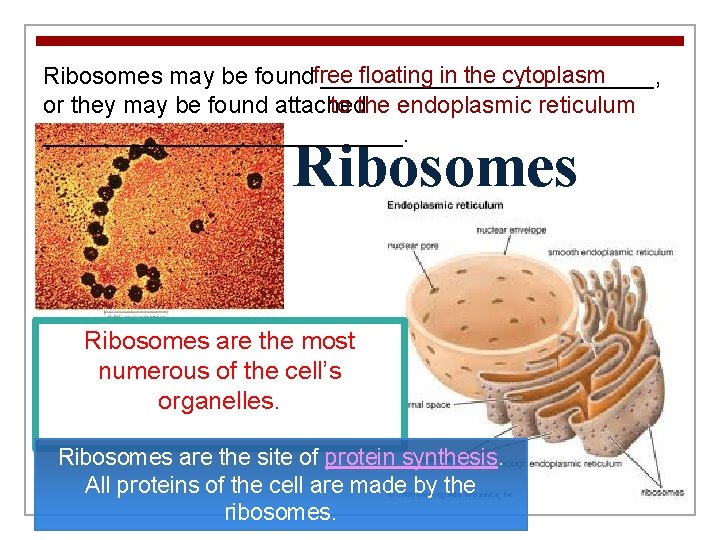 floating in the cytoplasm Ribosomes may be foundfree _____________, or they may be found
