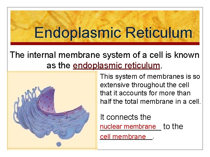 Endoplasmic Reticulum The internal membrane system of a cell is known as the endoplasmic