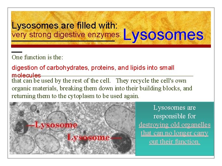 Lysosomes are filled with: very strong digestive enzymes. __________ __ Lysosomes One function is