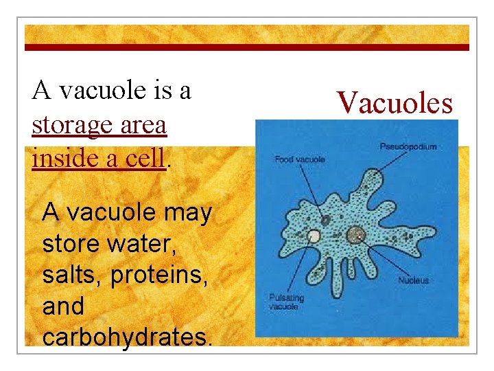 A vacuole is a storage area inside a cell. A vacuole may store water,