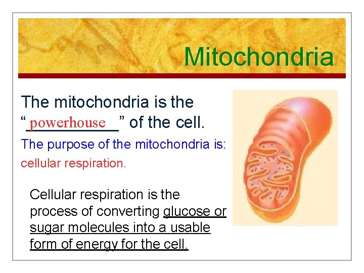 Mitochondria The mitochondria is the powerhouse “_____” of the cell. The purpose of the