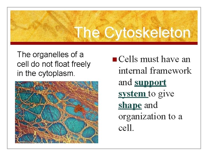 The Cytoskeleton The organelles of a cell do not float freely in the cytoplasm.